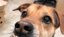 娱乐吃瓜酱狗带上牙,狗带上牙的神秘魅力揭秘