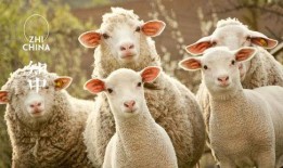 娱乐吃瓜君视频羊羊,娱乐吃瓜君带你探索独特羊味佳肴