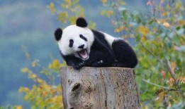 熊猫娱乐吃瓜酱,揭秘娱乐圈幕后故事