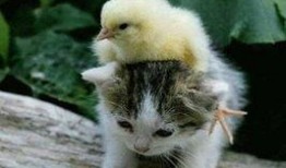 娱乐吃瓜小猫咪小说免费阅读,揭秘娱乐圈幕后风云