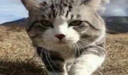 娱乐吃瓜小猫咪小说免费阅读,揭秘娱乐圈幕后风云