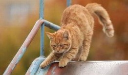 玩滑梯的猫咪娱乐吃瓜酱,吃瓜酱的欢乐时光