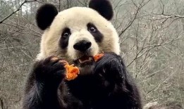 熊猫娱乐吃瓜酱,揭秘娱乐圈幕后故事