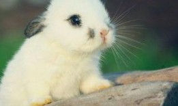 娱乐吃瓜酱 兔 圆 圆,揭秘兔圆圆的爆笑日常