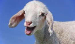 娱乐吃瓜君视频羊羊,娱乐吃瓜君带你探索独特羊味佳肴