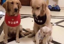 娱乐吃瓜酱送小狗