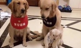 娱乐吃瓜酱送小狗