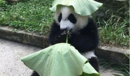 熊猫娱乐吃瓜酱,揭秘娱乐圈幕后故事