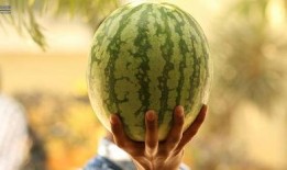 娱乐圈吃瓜西瓜,西瓜与吃瓜者的甜蜜较量