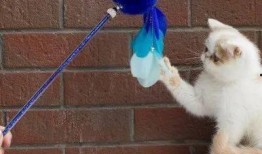 玩滑梯的猫咪娱乐吃瓜酱,吃瓜酱的欢乐时光