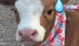 娱乐吃瓜酱美羊羊