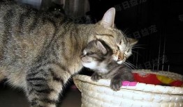 娱乐吃瓜酱猫妈妈视频大全,萌宠视频大全集锦