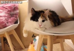 三花猫的两个老公娱乐吃瓜酱,两个老公的娱乐吃瓜日常