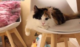 三花猫的两个老公娱乐吃瓜酱,两个老公的娱乐吃瓜日常