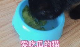 娱乐吃瓜猫咪视频,猫咪吃瓜视频大盘点