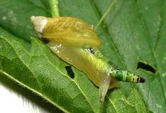 吃瓜娱乐社寄生虫,深度解析寄生虫背后的社会现象与人性探讨