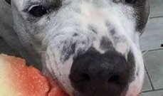 娱乐吃瓜汪星人是谁啊,网络红星的崛起之路