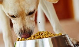 娱乐吃瓜养狗视频在线观看,在线观看乐翻天！