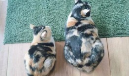 三花猫的两个老公娱乐吃瓜酱,两个老公的娱乐吃瓜日常