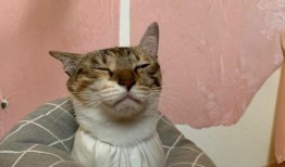 三花猫的两个老公娱乐吃瓜酱,两个老公的娱乐吃瓜日常