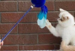 玩滑梯的猫咪娱乐吃瓜酱,吃瓜酱的欢乐时光