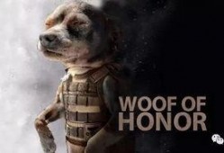 娱乐吃瓜汪星人是谁啊,网络红星的崛起之路