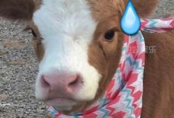 娱乐吃瓜酱美羊羊