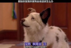 假如狗会说话娱乐吃瓜酱,娱乐吃瓜酱带你领略狗狗界的趣味日常